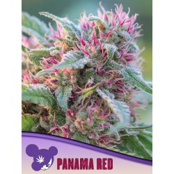 PANAMA RED · Anesia Seeds ·...