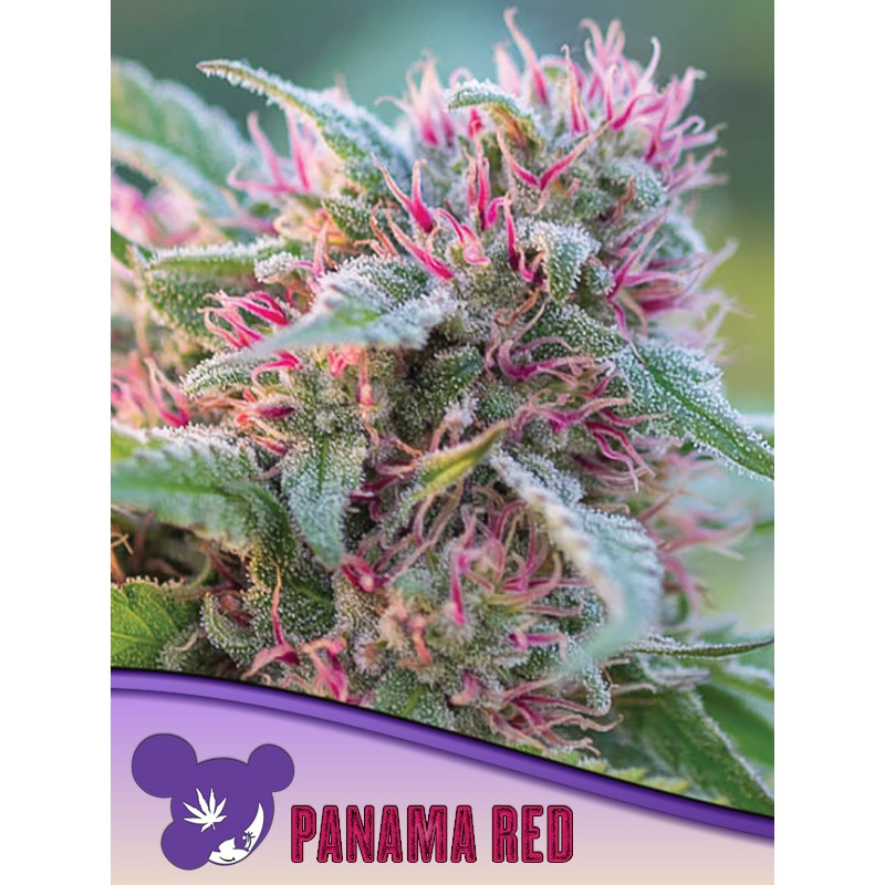 PANAMA RED · Anesia Seeds · semillas de marihuana · Fem