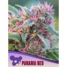 PANAMA RED · Anesia Seeds · kenevir tohum · Fem