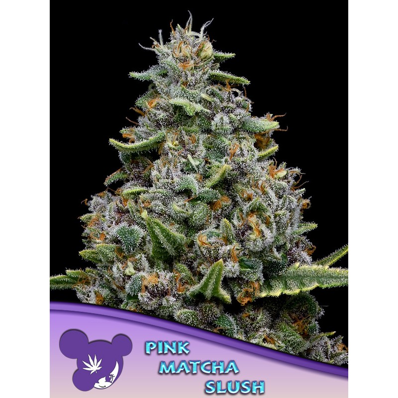 PINK MATCHA SLUSH · Anesia Seeds · cannabis samen · Fem