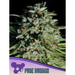 PURE DURBAN · Anesia Seeds...