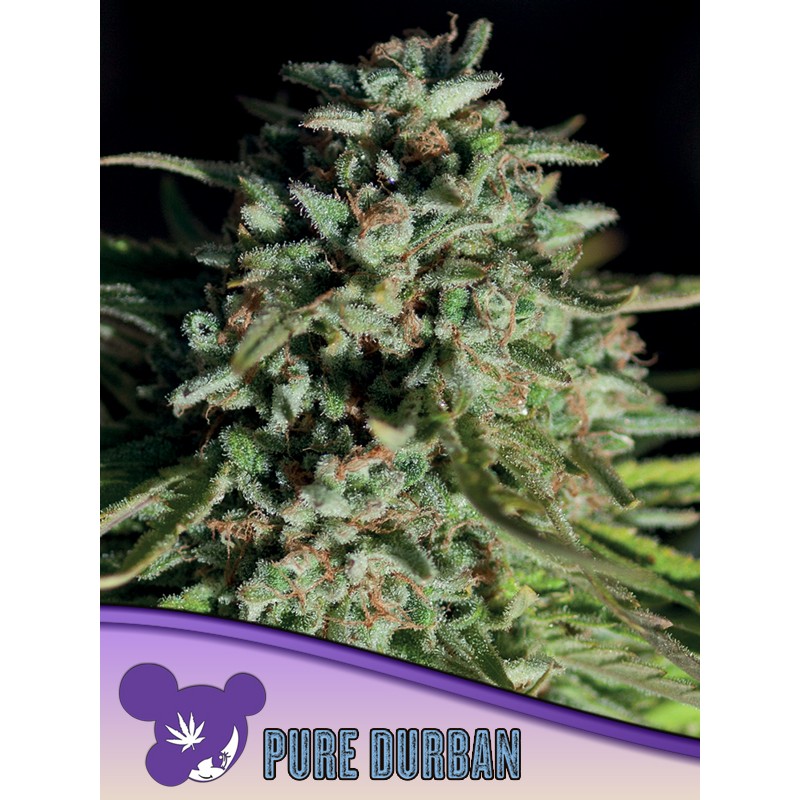 PURE DURBAN · Anesia Seeds · kenevir tohum · Fem