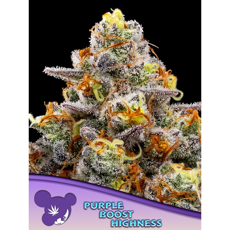 PURPLE BOOST HIGHNESS · Anesia Seeds · sementes de maconha · Fem