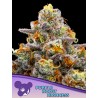 PURPLE BOOST HIGHNESS · Anesia Seeds · semi di canapa · Fem