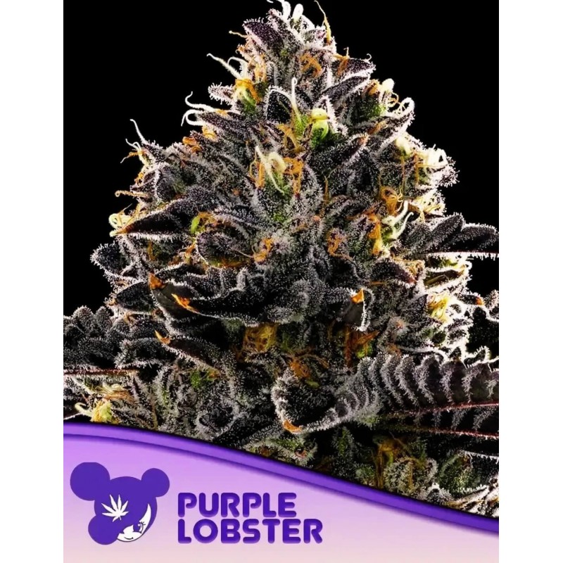 PURPLE LOBSTER · Anesia Seeds · kenevir tohum · Fem