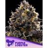 PURPLE LOBSTER · Anesia Seeds · semillas de marihuana · Fem