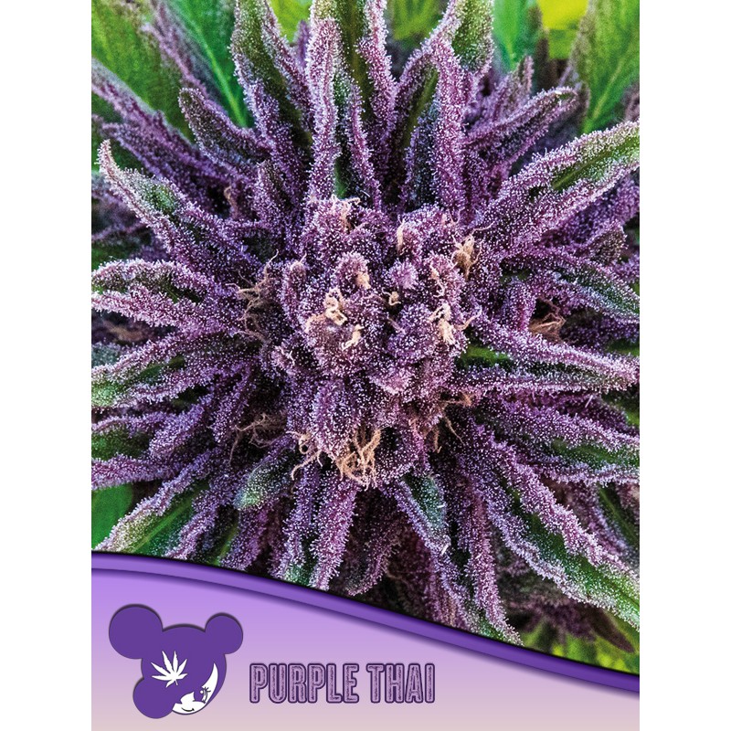 PURPLE THAI · Anesia Seeds · semillas de marihuana · Fem
