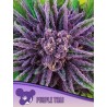 PURPLE THAI  · Anesia Seeds · sementes de maconha · Fem