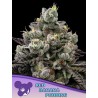 RED BANANA PUDDING · Anesia Seeds · semillas de marihuana · Fem