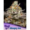 SLEEPY JOE  · Anesia Seeds · semi di canapa · Fem