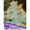 SLURRICANE· Anesia Seeds · cannabis samen · Fem