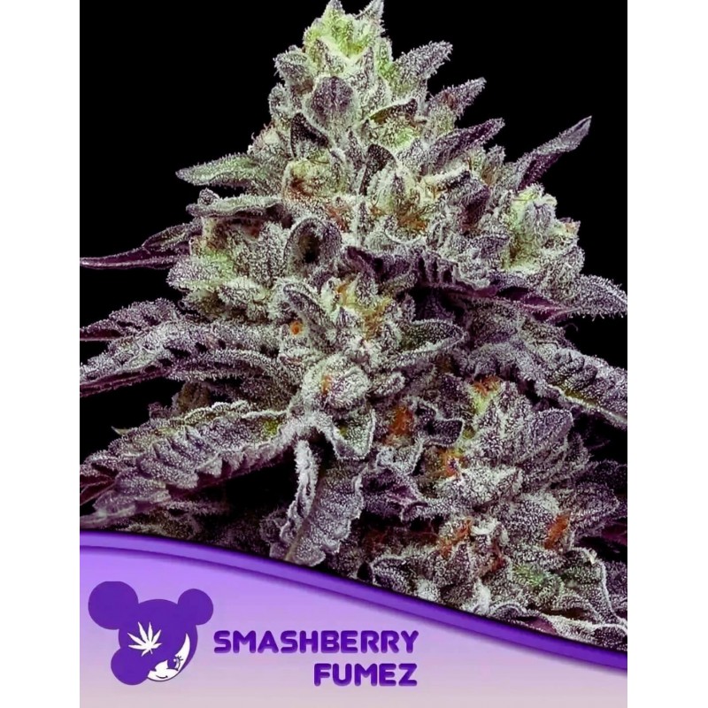 SMASHBERRY FUMEZ· Anesia Seeds · cannabis seeds · Fem
