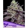 SMASHBERRY FUMEZ · Anesia Seeds · semillas de marihuana · Fem