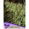 SOUR APPLE · Anesia Seeds · semillas de marihuana · Fem