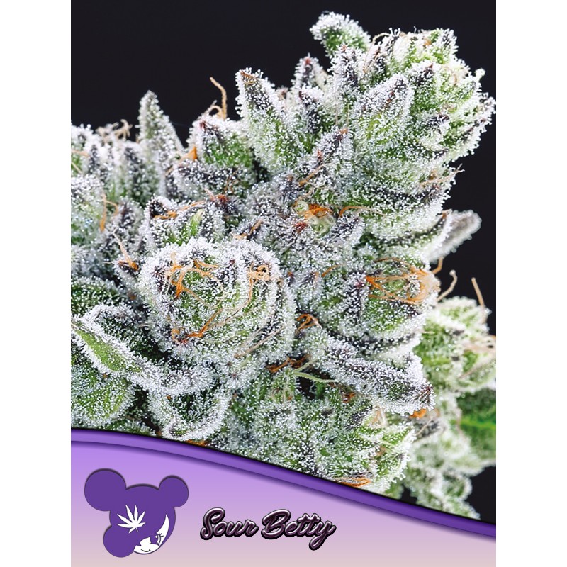 SOUR BETTY · Anesia Seeds · semi di canapa · Fem