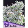 SOUR BETTY · Anesia Seeds · graines de cannabis  · Fem