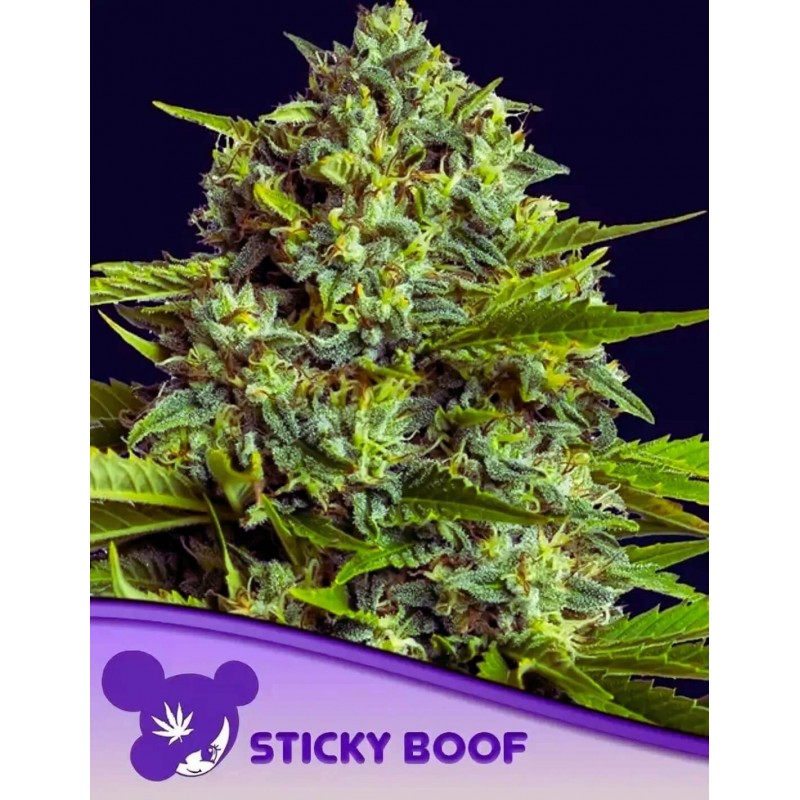 STICKY BOOF · Anesia Seeds · semi di canapa · Fem
