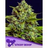 STICKY BOOF · Anesia Seeds · cannabis seeds · Fem