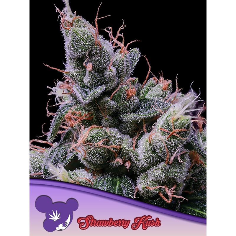STRAWBERRY KUSH · Anesia Seeds · cannabis seeds · Fem