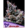 STRAWBERRY KUSH · Anesia Seeds · cannabis samen · Fem