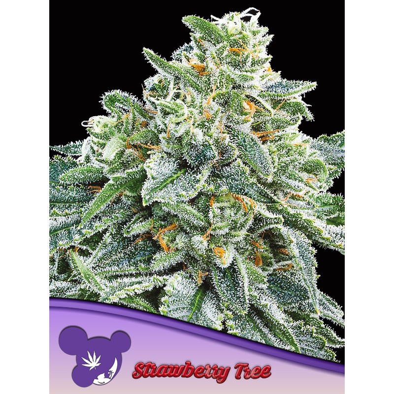 STRAWBERRY TREE · Anesia Seeds · semillas de marihuana · Fem