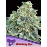 STRAWBERRY TREE · Anesia Seeds · graines de cannabis  · Fem