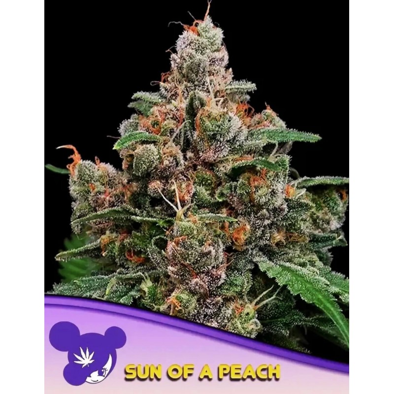 SUN OF A PEACH · Anesia Seeds · sementes de maconha · Fem