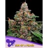 SUN OF A PEACH · Anesia Seeds · semi di canapa · Fem