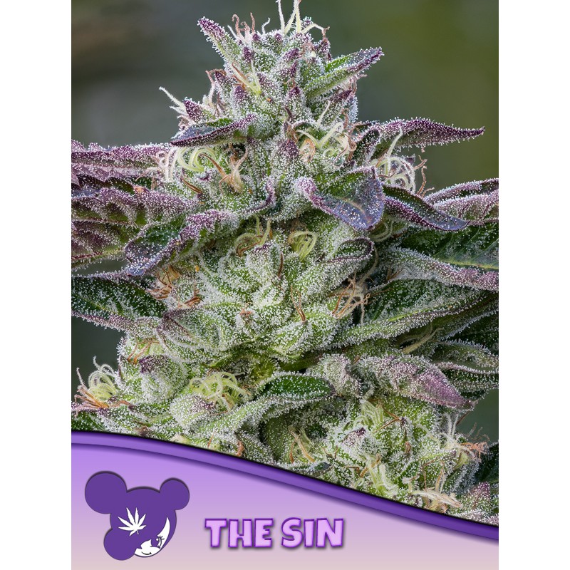 THE SIN · Anesia Seeds · cannabis samen · Fem