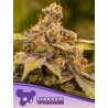 UMME · Anesia Seeds · kenevir tohum · Fem