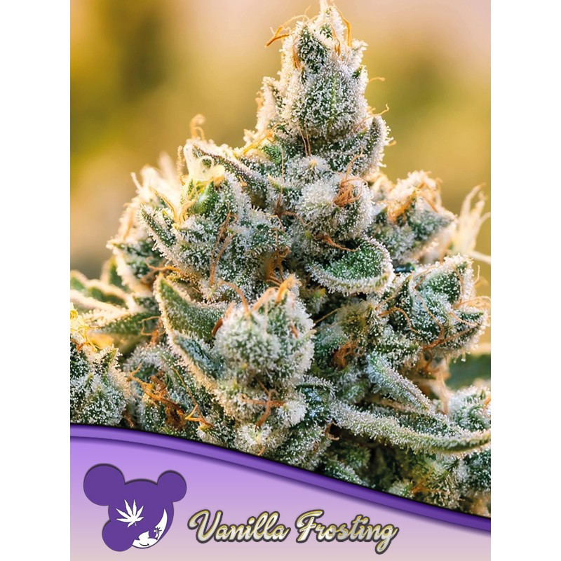 VANILLA FROSTING  · Anesia Seeds · sementes de maconha · Fem