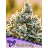 VANILLA FROSTING · Anesia Seeds · semillas de marihuana · Fem