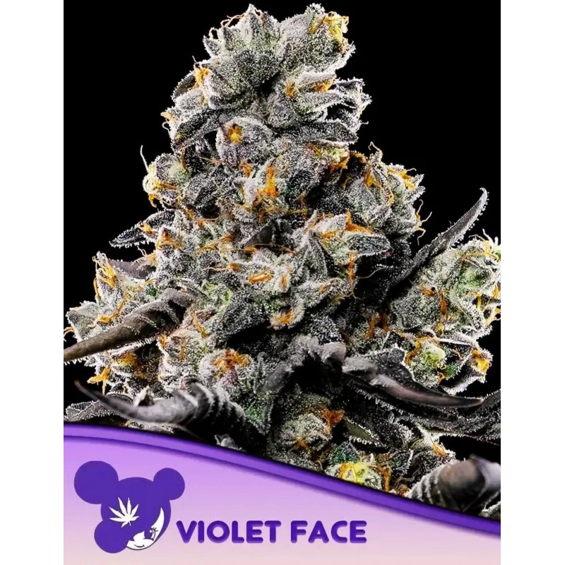 VIOLET FACE · Anesia Seeds · graines de cannabis  · Fem