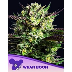 WHAM BOOM · Anesia Seeds ·...