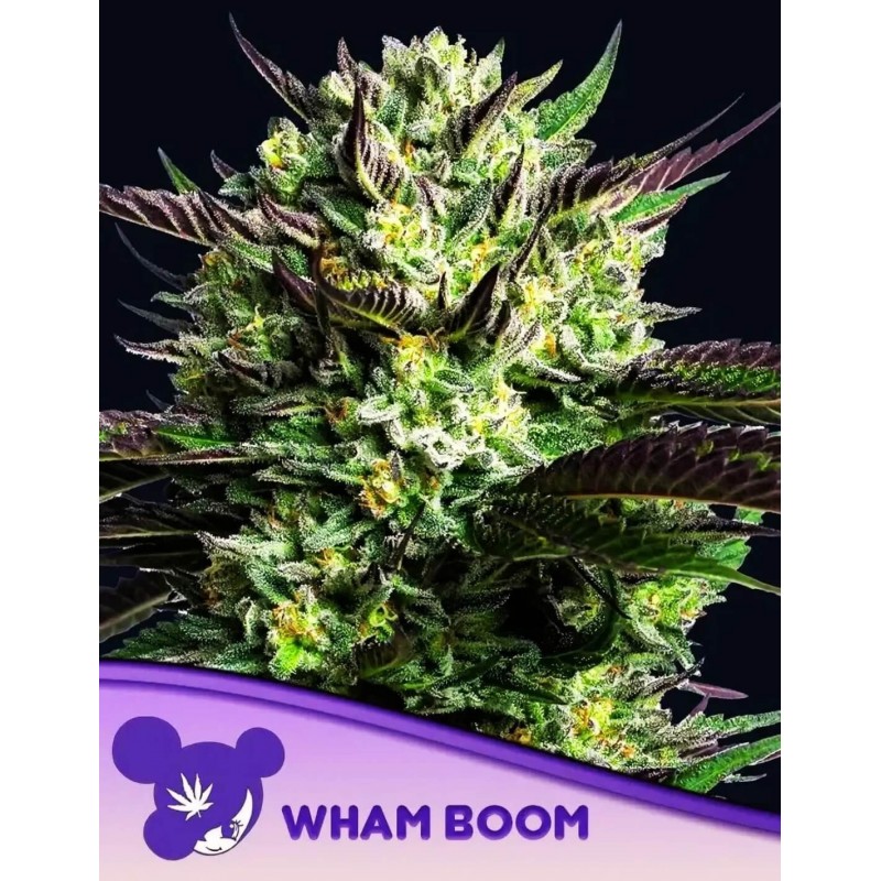 WHAM BOOM · Anesia Seeds · sementes de maconha · Fem