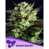 WHAM BOOM · Anesia Seeds · cannabis samen · Fem