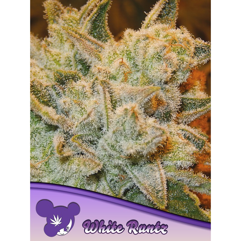 WHITE RUNTZ · Anesia Seeds · cannabis samen · Fem
