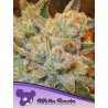 WHITE RUNTZ · Anesia Seeds · cannabis seeds · Fem