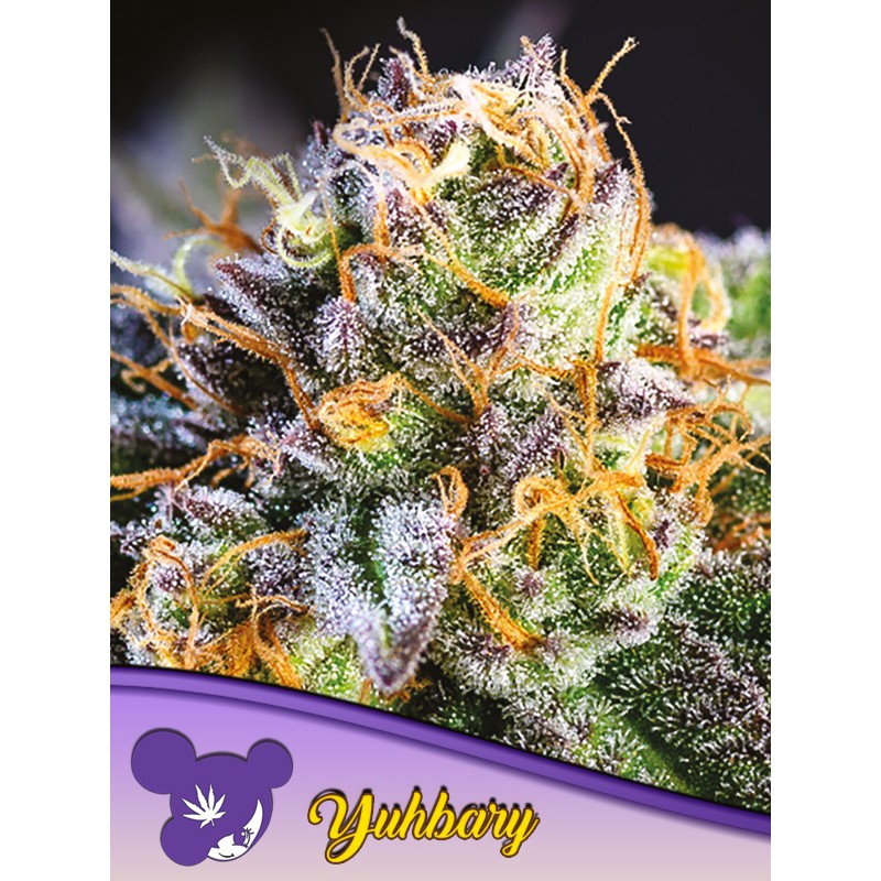 YUHBARY · Anesia Seeds · sementes de maconha · Fem