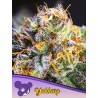 YUHBARY · Anesia Seeds · sementes de maconha · Fem