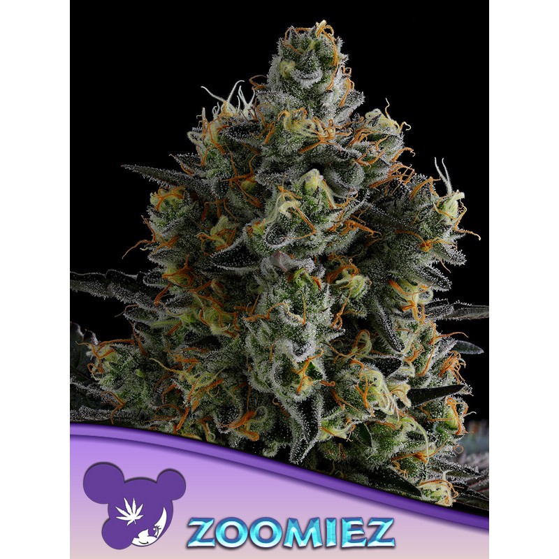 ZOOMIEZ  · Anesia Seeds · semi di canapa · Fem