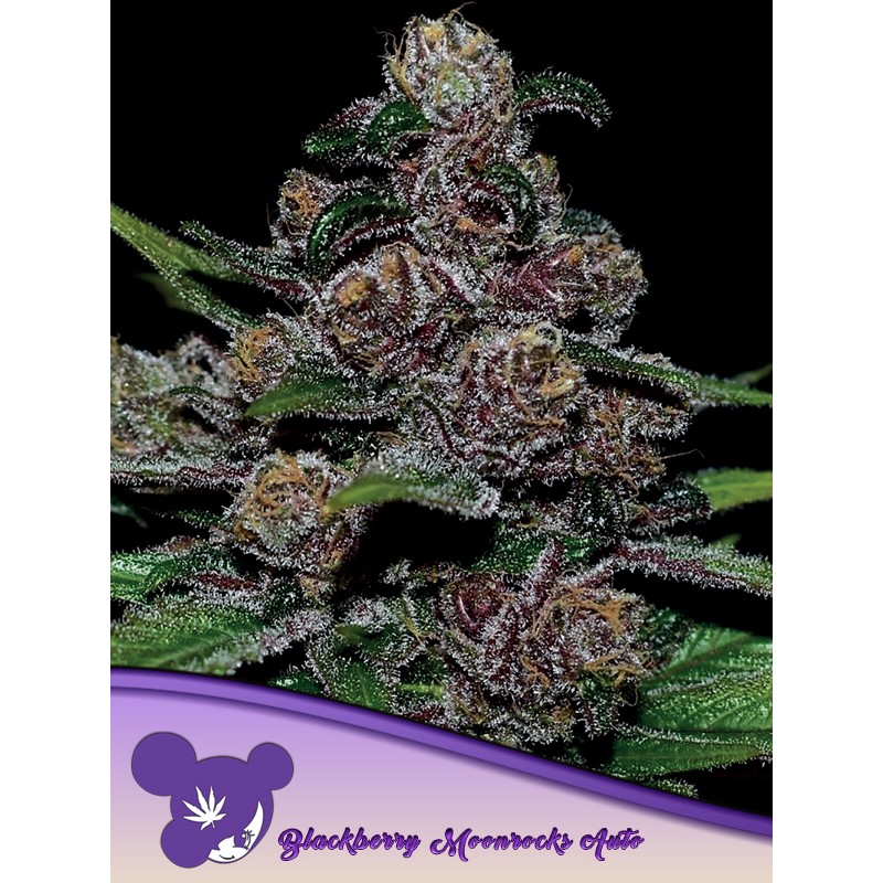 AUTO BLACKBERRY MOONROCKS · Anesia Seeds · semillas de marihuana · Auto Fem