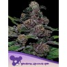 AUTO BLACKBERRY MOONROCKS · Anesia Seeds · semillas de marihuana · Auto Fem
