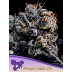 AUTO BLUEBERRY BANANA ·...