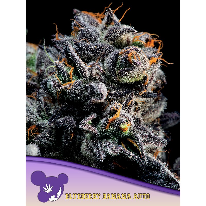 AUTO BLUEBERRY BANANA · Anesia Seeds · semillas de marihuana · Auto Fem