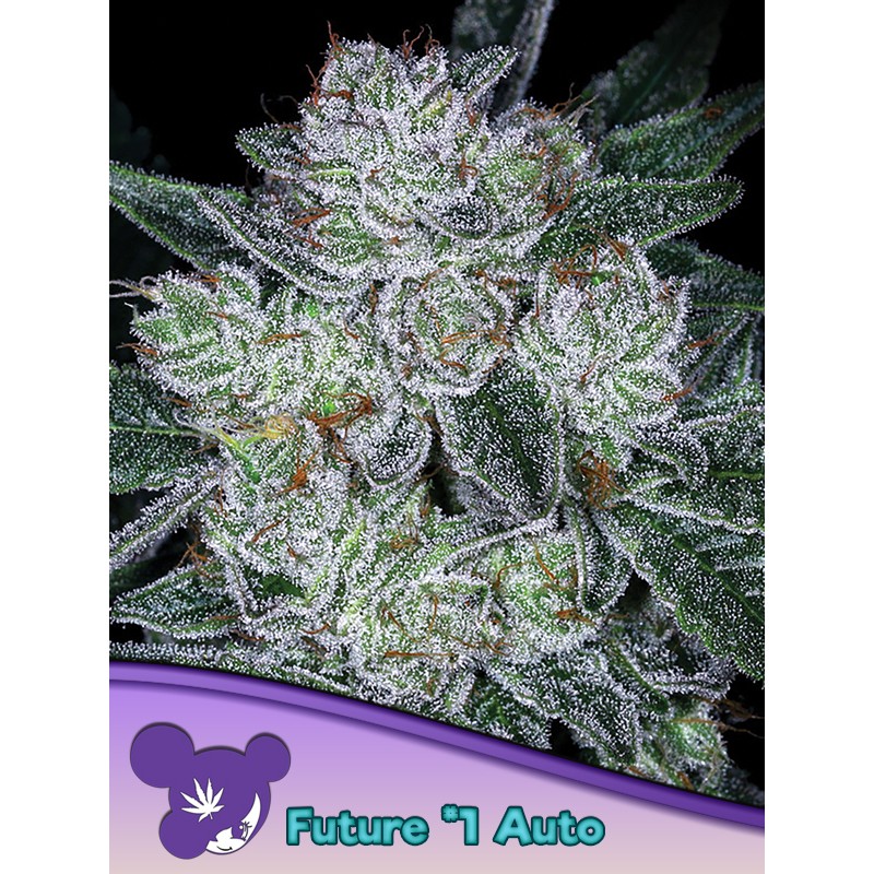 AUTO FUTURE 1 · Anesia Seeds · semillas de marihuana · Auto Fem