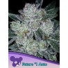 AUTO FUTURE 1 · Anesia Seeds · semillas de marihuana · Auto Fem