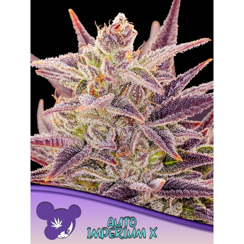 AUTO IMPERIUM X · Anesia Seeds · semi di canapa · Auto Fem