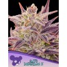 AUTO IMPERIUM X · Anesia Seeds · semi di canapa · Auto Fem