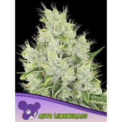 AUTO LEMONGRASS · Anesia...